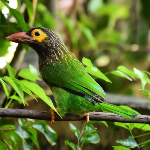 Forest birds Namal Uyana